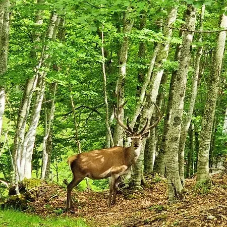 Cozy In 55 M² With Mountain View *