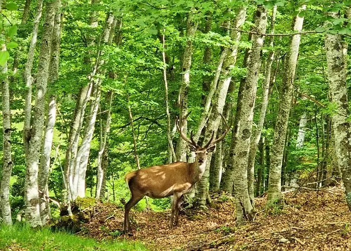 Cozy In 55 M² With Mountain View *